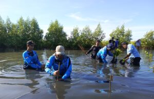 Banser Kabupaten Pekalongan dan Bumdes Daya Mandiri Pecakaran Gelar Penanaman Mangrove