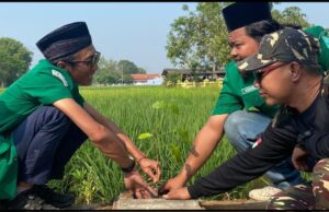 Hijaukan Lingkungan dengan Tanam Pohon, Ansor Siwalan Gandeng Forkopimcam
