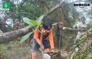 LPBINU MWCNU Karanganyar Bersama Warga Gotong Royong Bersihkan Pohon Tumbang di Pemakaman Serangbuling