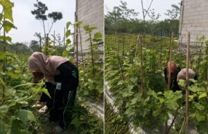 Siswi SMK NU Kesesi Belajar Pengabdian Nyata melalui Program Kebun Produktif